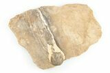 Fossil Clam (Inocerasmus) Shell Section with Pearl - Kansas #197368-2